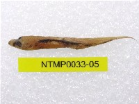 藏品(小骨鰧)的圖片